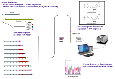 So sánh công nghệ giải trình tự Pyrosequencing và Sanger Sequencing