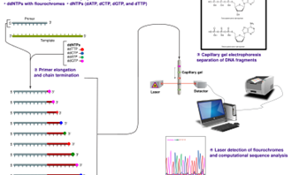 So sánh công nghệ giải trình tự Pyrosequencing và Sanger Sequencing