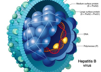 HBV Real-time PCR Kit
