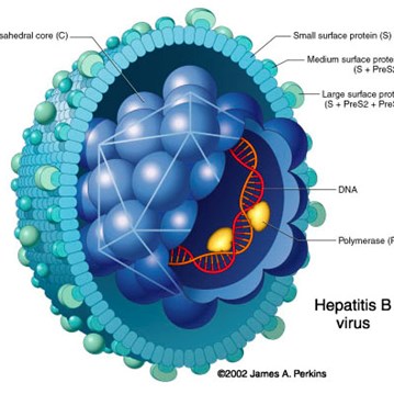 HBV Real-time PCR Kit