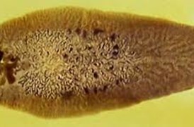 AccuElis Fasciola spp. Detection Kit