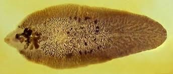 AccuElis Fasciola spp. Detection Kit