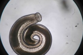 AccuElis Gnathostoma spinigerum Detection Kit