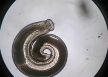 AccuElis Gnathostoma spinigerum Detection Kit