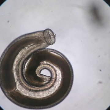 AccuElis Gnathostoma spinigerum Detection Kit