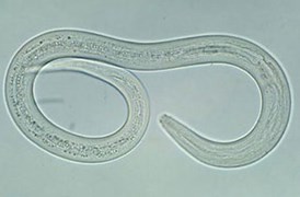 AccuElis Strongyloides stercoralis Detection Kit