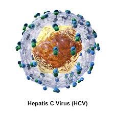 AccuPid HCV Quantification Kit