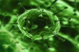 AccuPid Newcastle disease virus Detection Kit 