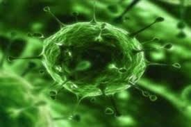 AccuPid Newcastle disease virus Detection Kit 