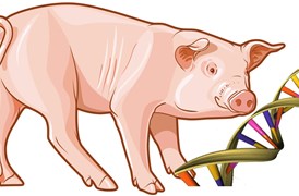 AccuPid PRRSV Genotyping Kit