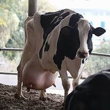bactotype Mastitis Env PCR Kit 