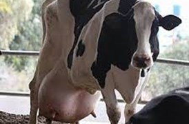 bactotype Mastitis Screening PCR Kit 